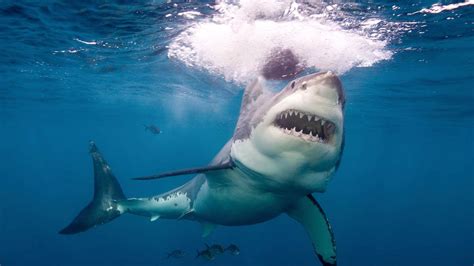 Carolina Shark Attack Sea Beast Rips Baseball Sized Chunk Of Flesh