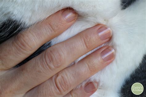 See more ideas about cat biting, cat behavior, cat care. 6 Weeks & Going Strong: How I Quit Nail Biting - Cadry's ...