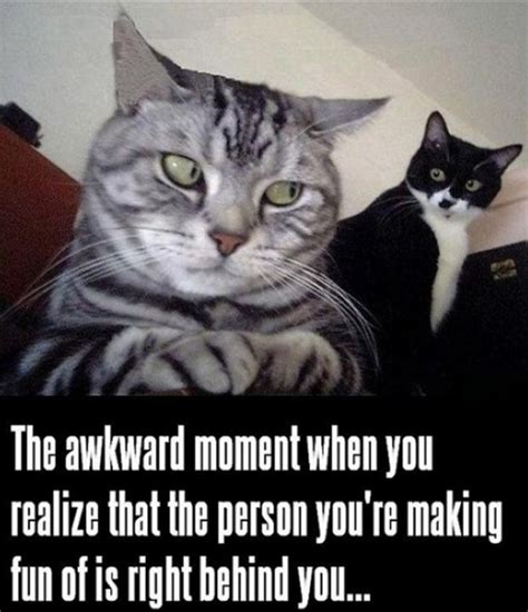 40 All Time Funny Cat Memes Ever On The Internet