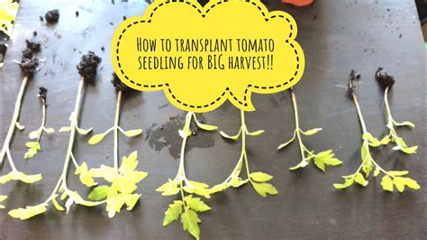How To Transplant Tomato Seedlings When To Transplant And What Are The