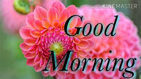 Pauline Jeremiassen Pink Good Morning Flowers Pictures For Whatsapp