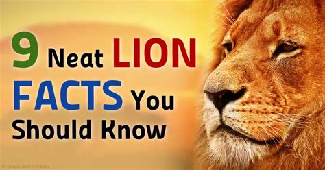 All About Lions Facts