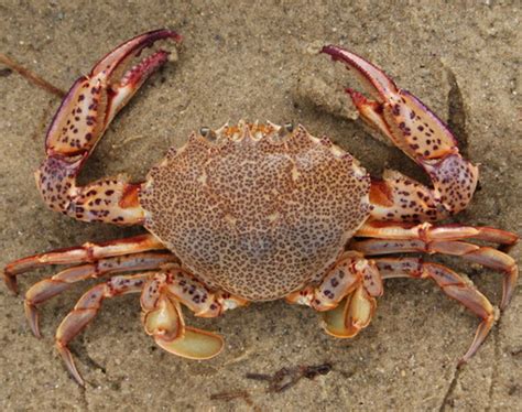 Lady Crab Characteristics Diet Breeding And Uses Info