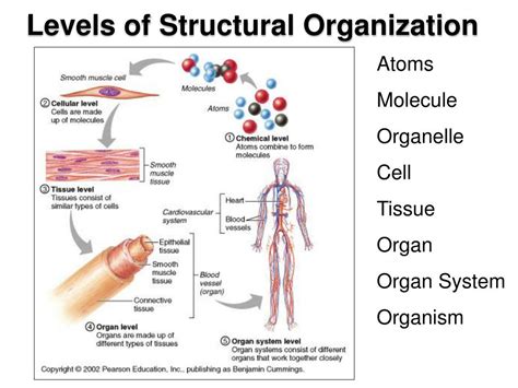 Ppt Cells Tissues Organs And Systems Powerpoint