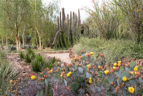 Explore Desert Botanical Garden Arizona Garden Cultivated And Wild