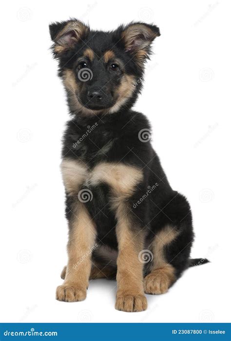 German Shepherd Puppy 3 Months Old Sitting Stock Photo Image Of