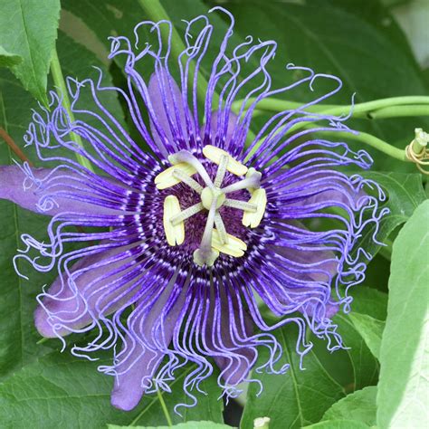 Purple Passion Flower For Sale Passiflora Incense Fragrant Easy