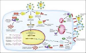 Intrinsic Cellular Defenses Against Human Immunodeficiency Viruses