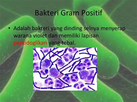 Bakteri Gram Negatif Dan Bakteri Gram Positif