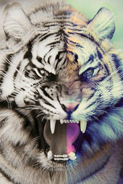 Wallpaper Iphone Tiger Best 50 Free Background