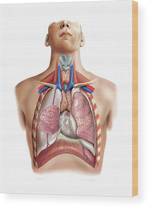 Lungs And Pleura Photograph By Asklepios Medical Atlas Pixels The