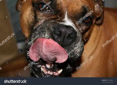 Boxer With Teeth And Curled Tongue Stock Photo 31354582 Shutterstock