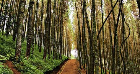 Ketika diminta, ketuk pulihkan untuk memulihkan chat dan media dari google drive. Hutan Pinus Manikliyu, Spot Foto Instagramable Dan ...