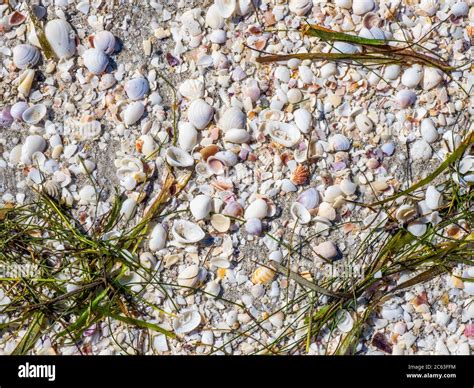 Seashells On Gulf Of Mexico Beach On Sanibel Island Florida In The