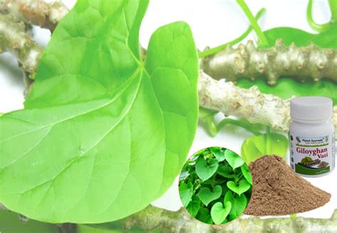 Giloy Ghan Vati Vs Giloy Powder Health Benefits And Uses