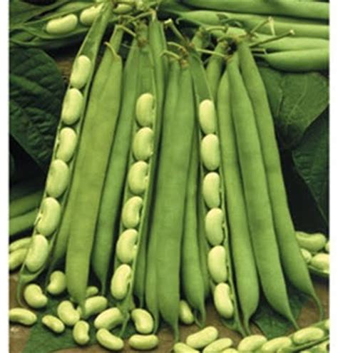 Red kidney beans are an incredibly healthy choice to include in your garden. From a Worcester Allotment: How to grow Flageolet beans