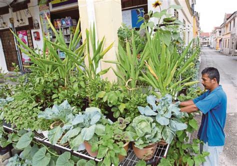Supaya hp nggak lemot dan nggak macet. Kebun mini penuhi hobi pada masa lapang | Harian Metro