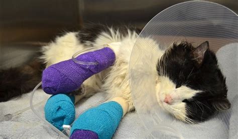 Abused Cat Inspires 11k In Donations Regina Globalnewsca