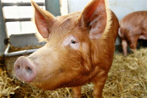 How To Choose Pig Breeds For Your Farm