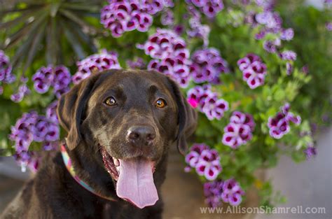 Rancho santa fe vet hospital: Rancho Santa Fe Dog Photography: Chocolate Labradors San ...