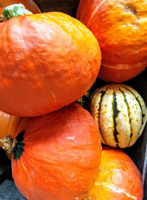Pumpkin Harvest Free Stock Photo Public Domain Pictures