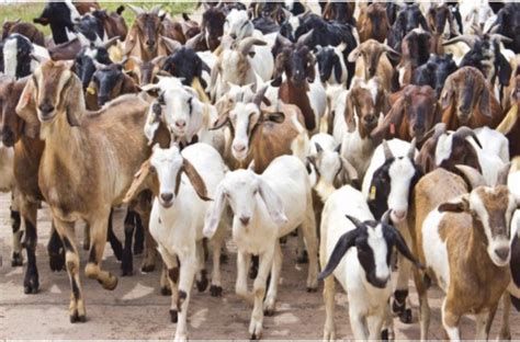 Farmer Denies Stealing Goats The Lusaka Sun