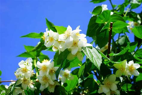 Jasmine plants are also susceptible to powdery mold, flower blight and. How to Grow Jasmine Plant: Care, Types, and Growing Tips ...