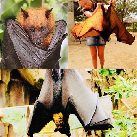 Males of this species mate with multiple females. 🔥 Giant Golden Crowned Flying Fox (Golden Capped Fruit Bat ...