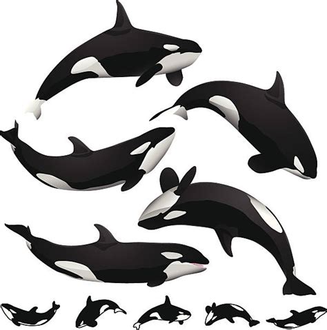 Killer Whale Illustrations Royalty Free Vector Graphics And Clip Art