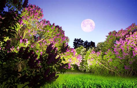 Der mondkalender ist weitaus älter als sonnenbasierte kalender. Wie beeinflusst der Mond den Garten?