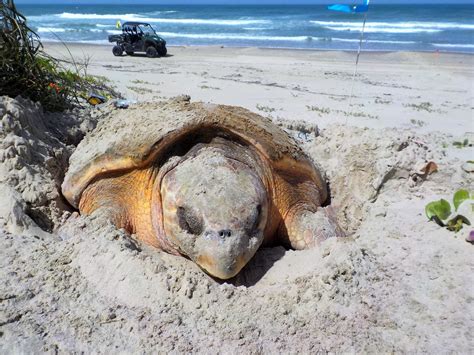 Sea Turtle Nesting Season Padre Island National Seashore Us