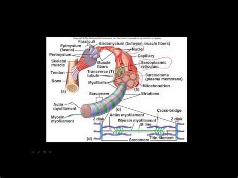 Basics of Muscle Anatomy - YouTube