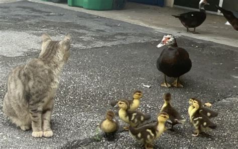 Florida Man Stumbles Upon Weird Cat And Duck Society