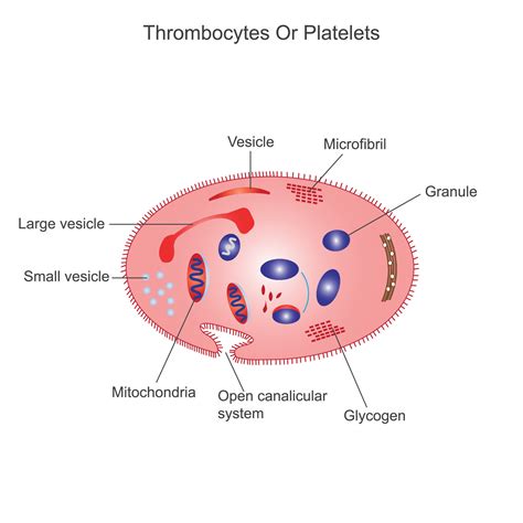 Platelets Or Thrombocyteanatomical Blood Circulation System Scheme