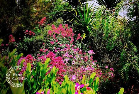 5 Ideas Para Disfrutar De Un Jardín Tropical En Tu Hogar Flores Castillón
