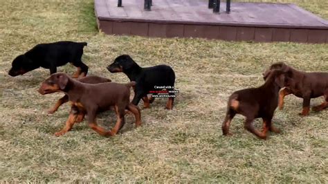 New england dobermans is owned and run by families who breed doberman puppies for residents of new york. Doberman Pinscher Puppies For Sale - YouTube