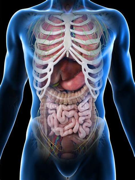Inside The Human Body Organs Real