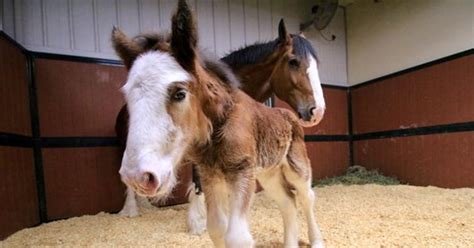 Meet Jake New Clydesdale Foal Born At Warm Springs Ranch