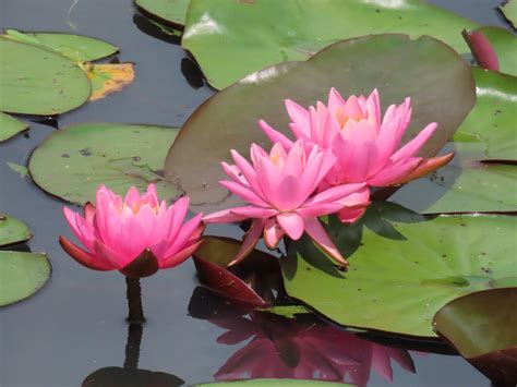 2023 07 07 Water Lilies Kenilworth Aquatic Garden 5 Flickr