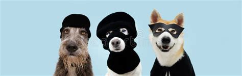 Ladrón De Perros De Mascota Con Máscara De Esquí De Balaclava Fondo