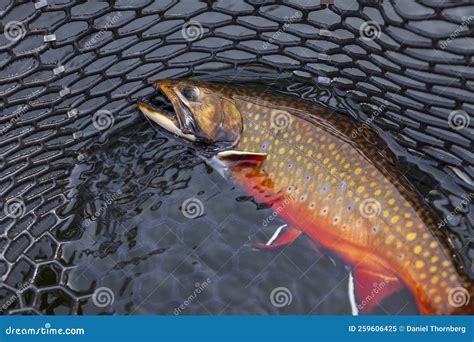 Beautiful Male Brook Trout In Spawning Colors In A Landing Net Stock Image Image Of Black
