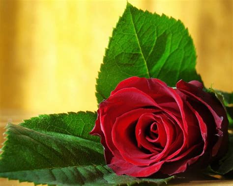 Beautiful Red Rose Rose Leaf Red Flower Hd Wallpaper Pxfuel