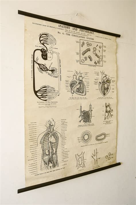 Original Anatomical Vintage British School Wall Chart Circulatory