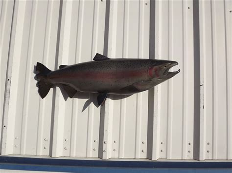 How big do rainbow trout get? 34 Inch Rainbow Trout Mount | 34 Inch Rainbow Trout Full ...