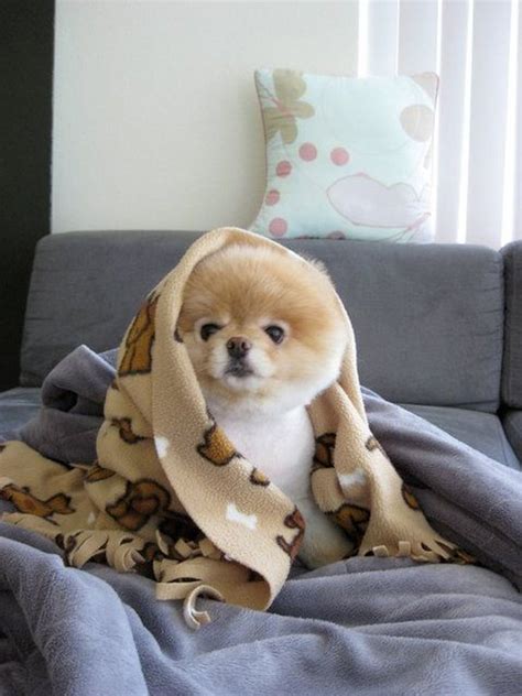 169 Best Images About Boo The Pomeranian On Pinterest