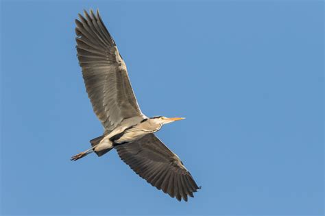 Fotos Gratis Naturaleza Observación De Aves Fotografía Salvaje