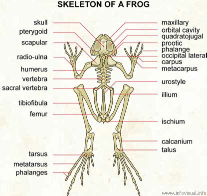 Comparative Anatomy: SKELETAL SYSTEM
