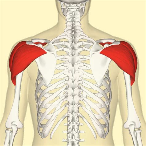 Vastral Physiotherapy Clinic Deltoid Muscle Detail