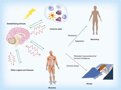 The Effects Of Chronic Stress On Health New Insights Into The