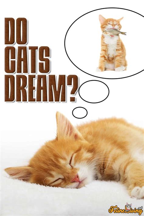 Do Cats Dream 3 Top Disorders That You Should Know About